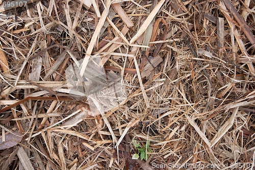 Image of Organic background