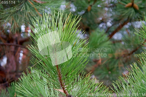 Image of Pine