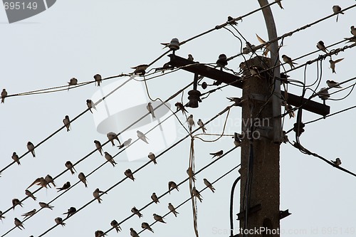 Image of Birds