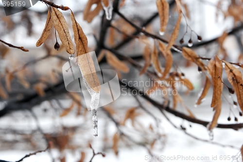 Image of Frozen leaves of a tree in winter