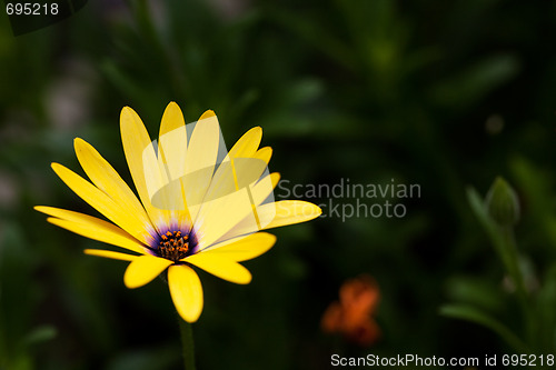 Image of Yellow Flower