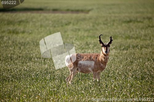 Image of Pronghorn Antelope