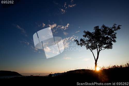 Image of Tree Silhouette