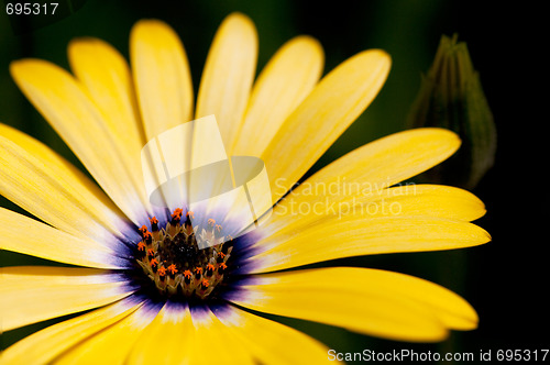 Image of Yellow Flower