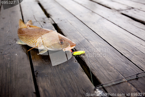 Image of Cod Fish