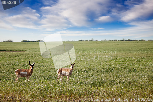 Image of Antelope