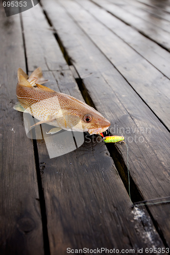Image of Cod Fish