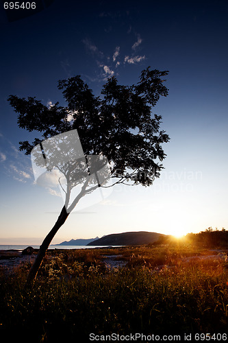 Image of Tree Silhouette Coast