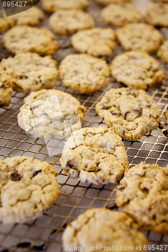 Image of Fresh Chocolate Chip Cookies