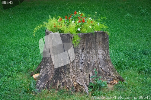 Image of Stump as flower-bed