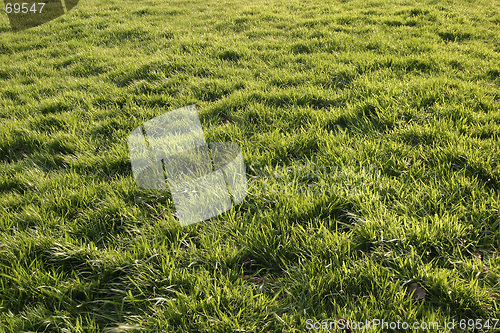 Image of Sunlit Grass