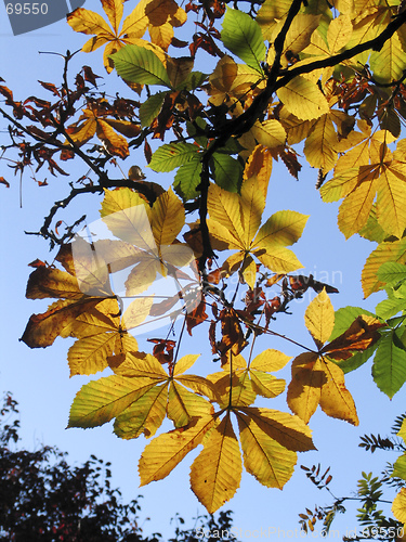 Image of Horse Chestnut Tree