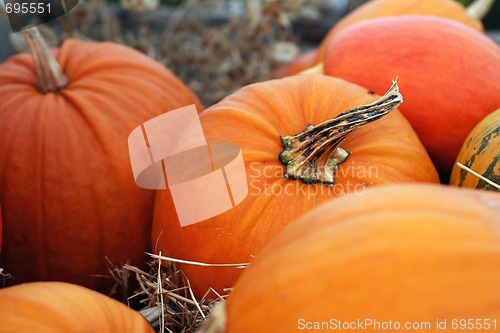 Image of Pumpkins still-life with natural background