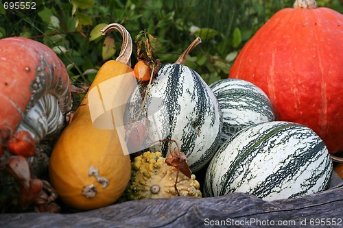 Image of Pumpkins still-life with natural background