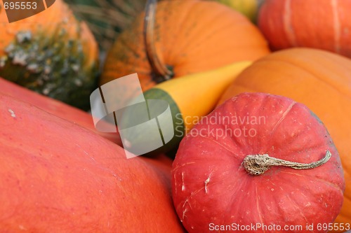 Image of Pumpkins still-life with natural background