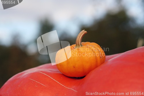 Image of Pumpkins still-life with natural background