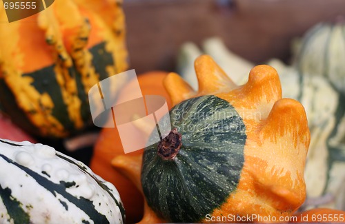 Image of Pumpkins still-life with natural background