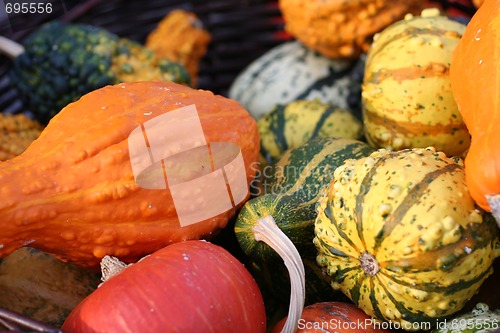 Image of Pumpkins still-life with natural background