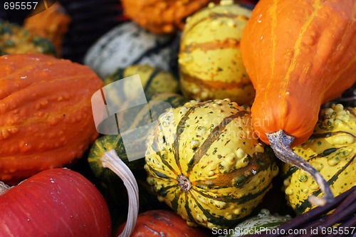 Image of Pumpkins still-life with natural background