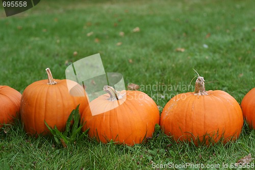 Image of Pumpkins still-life with natural background