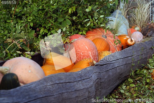 Image of Pumpkins still-life with natural background