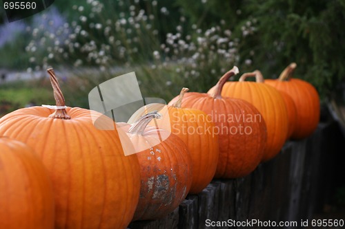 Image of Pumpkins still-life with natural background