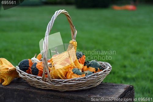 Image of Pumpkins still-life with natural background