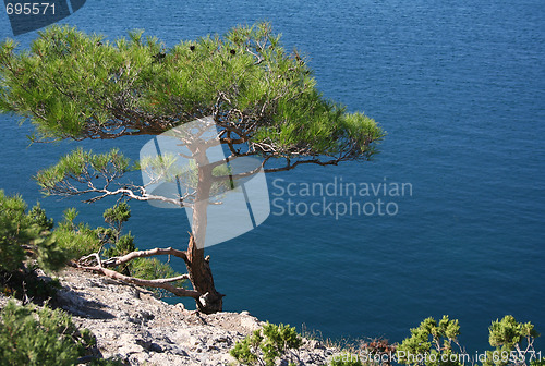 Image of Ukraine. Crimea peninsula. The Black Sea. Pine tree next to the 