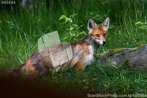 Image of Red fox