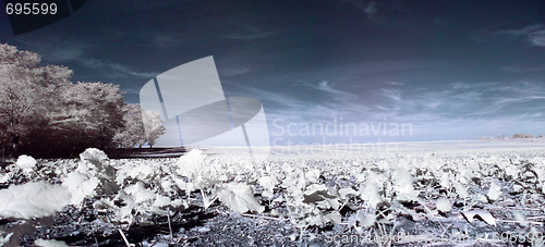 Image of Infrared countryside landscape
