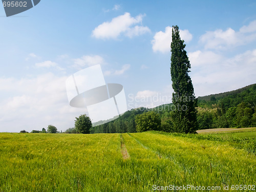 Image of Fresh wheat meadow