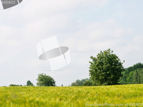 Image of Fresh wheat meadow