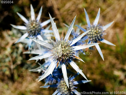 Image of Thistle closeup