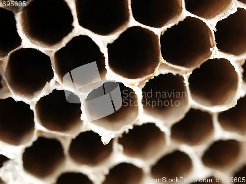 Image of Honey bees nest