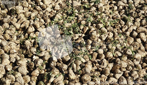 Image of Sugar Beets