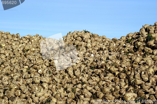 Image of Sugar Beet