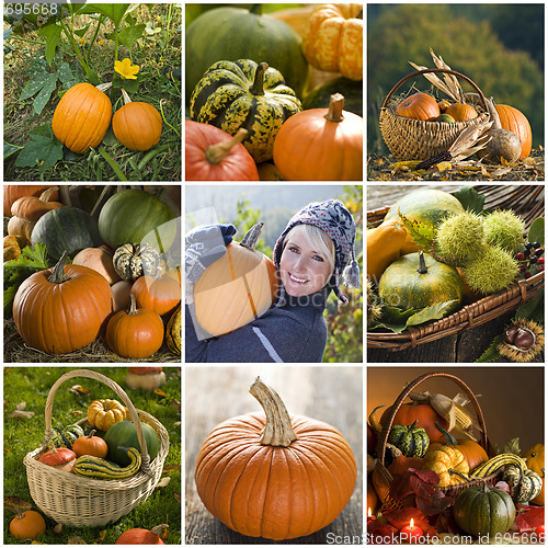 Image of Pumpkin collage