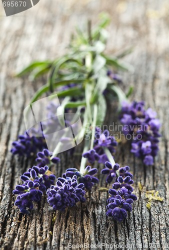 Image of Lavender