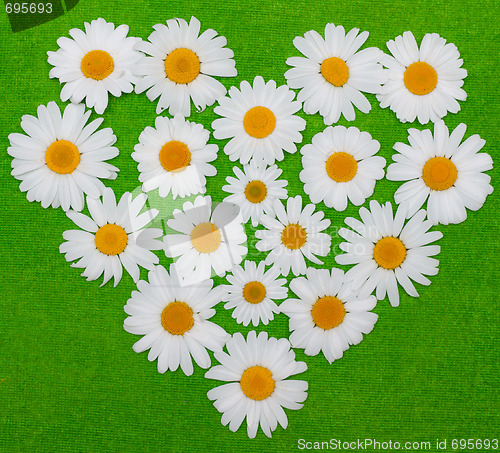 Image of Camomile heart on green background