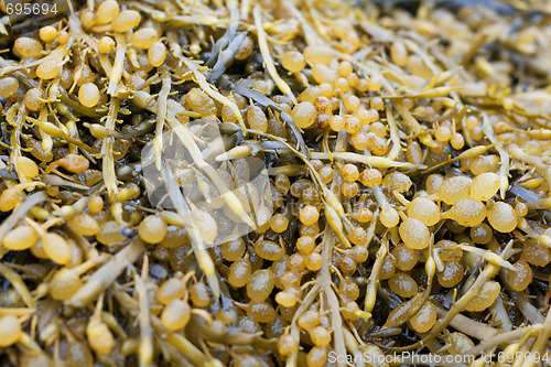 Image of Sea kale, White sea