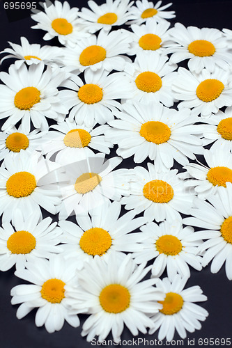 Image of Camomile on dark gray background