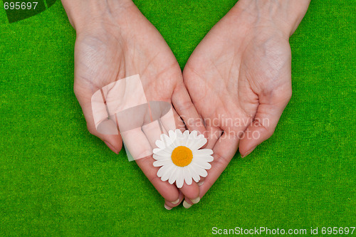 Image of Ñamomile in hand