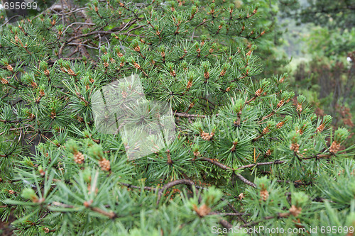 Image of Green branches of the pine close-up, dull