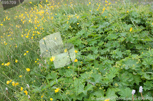 Image of Herb  grow