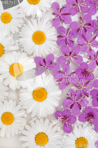 Image of Daisywheels and violet flower