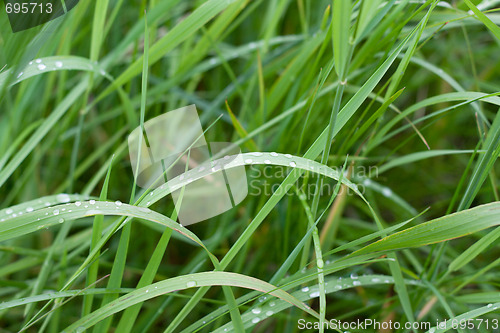 Image of Green herb with dewdrop