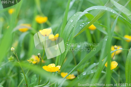 Image of Yellow flowerses