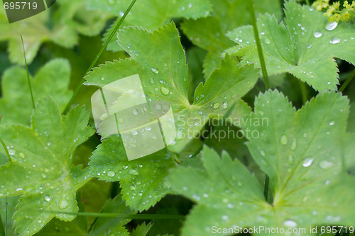 Image of Green sheet with drop