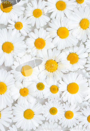 Image of Background from camomile