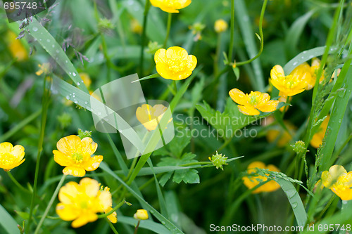 Image of Yellow flowerses